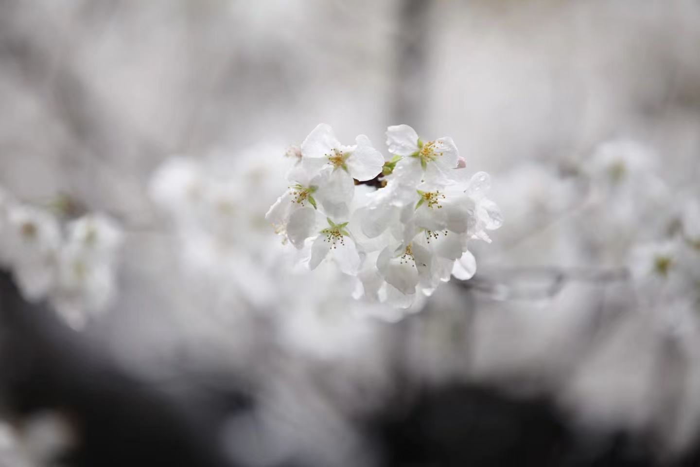 A photo of white sakura flowers