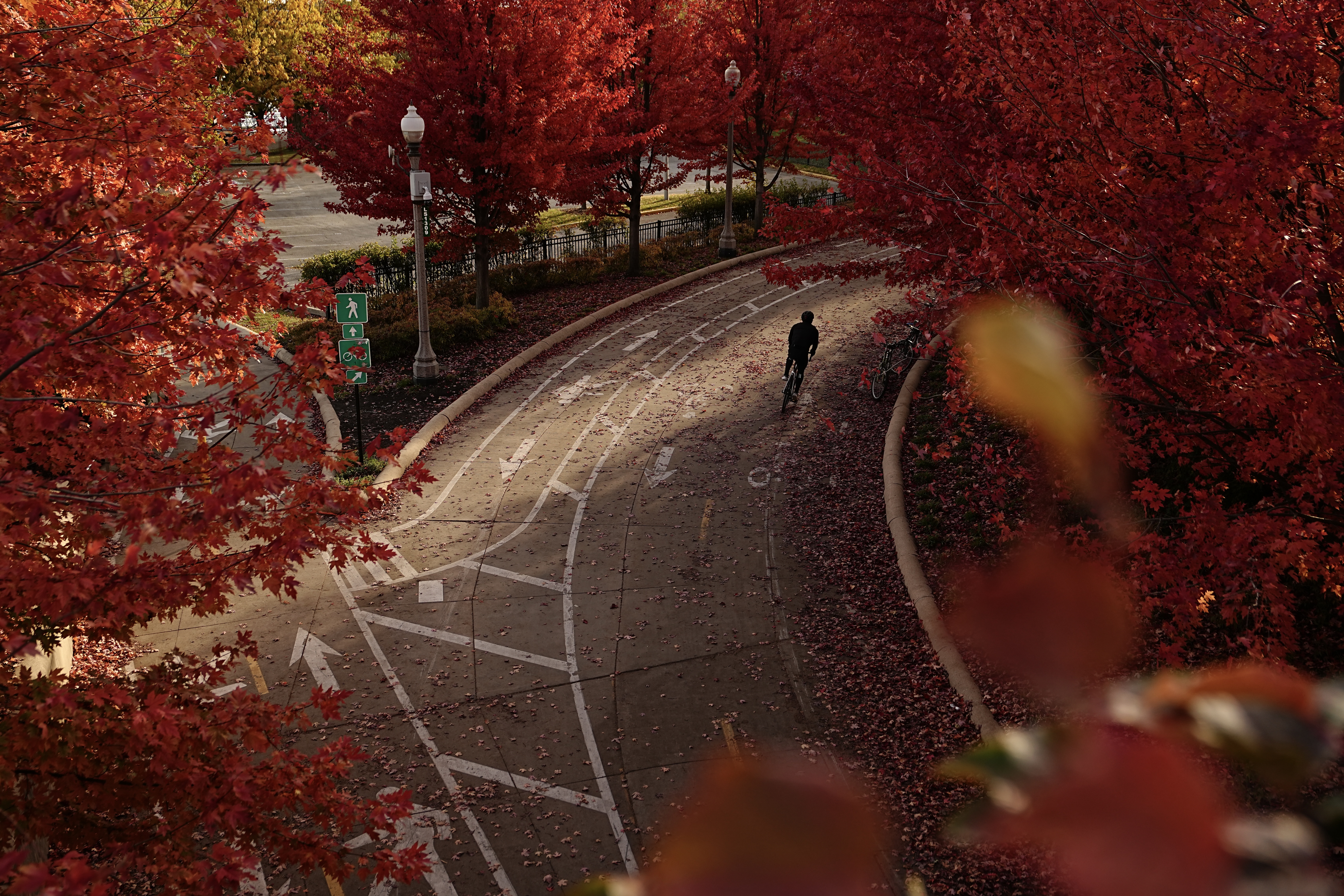 A photo of autumn red maple leaves